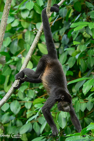 Reach for that Leaf