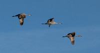 Sandhill Cranes heading North