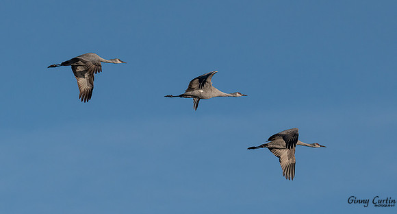 Sandhill Cranes heading North