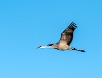 Sandhill Crane in Flight