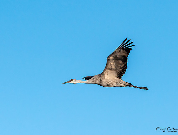 Sandhill Crane in Flight