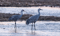 Sandhill Cranes in the Platte River
