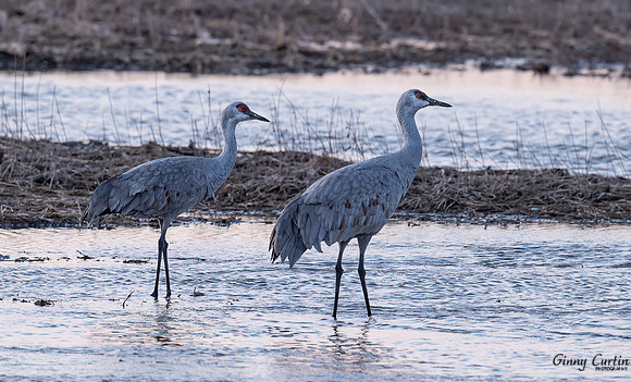 Sandhill Cranes in the Platte River