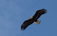 Bald Eagle over Loess Bluffs NWR