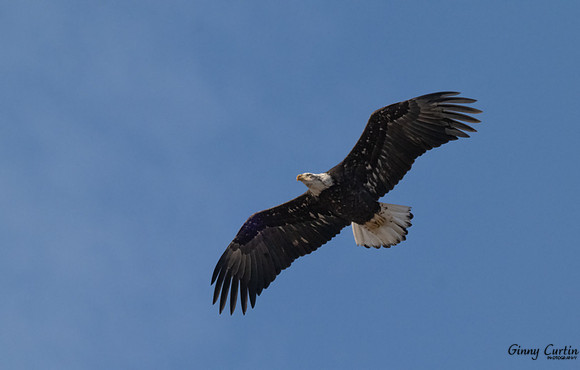 Bald Eagle over Loess Bluffs NWR