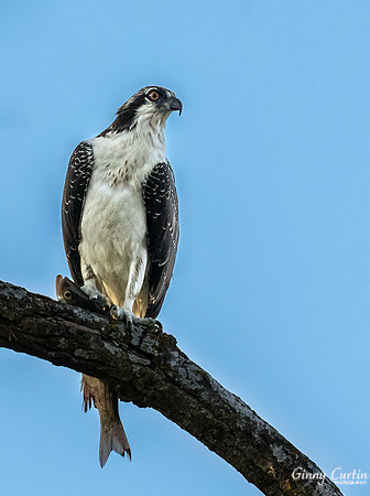 Osprey with Fish