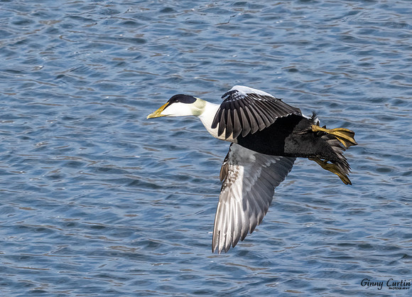 Common Eider in Flight