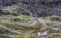 Rock Ptarmigan