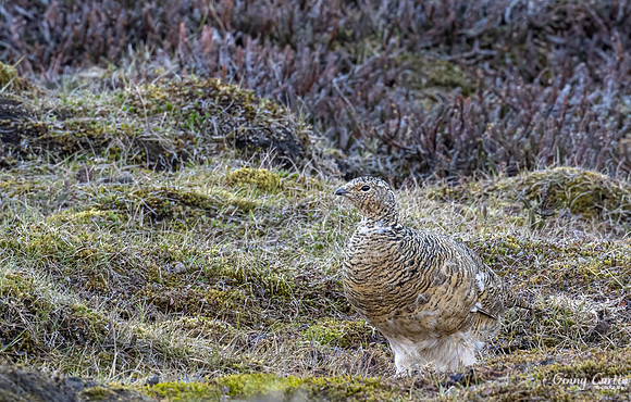 Rock Ptarmigan