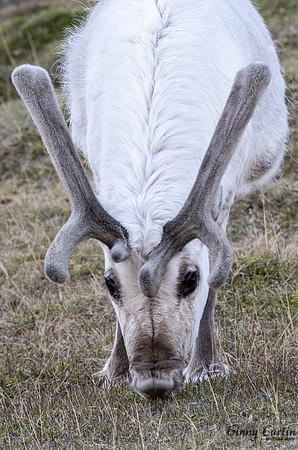 Svalbard Reindeer