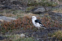 Snow Bunting