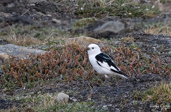 Snow Bunting