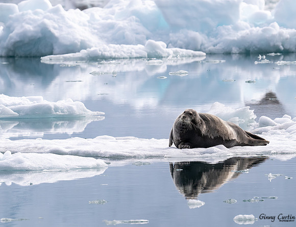 Bearded Seal Reflection #2
