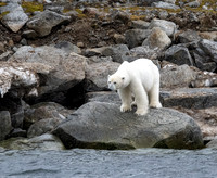Polar Bear Lookout!