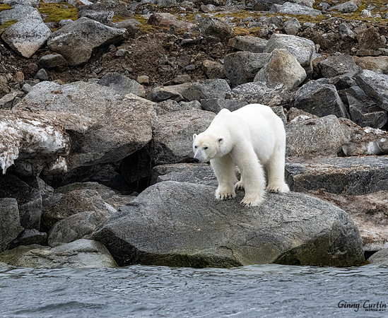 Polar Bear Lookout!
