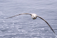 Northern Fulmar Stare Down