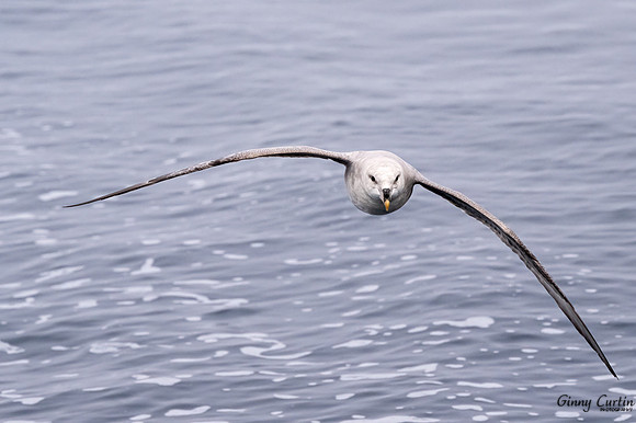 Northern Fulmar Stare Down