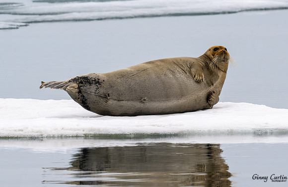 Bearded Seal Calisthenics!