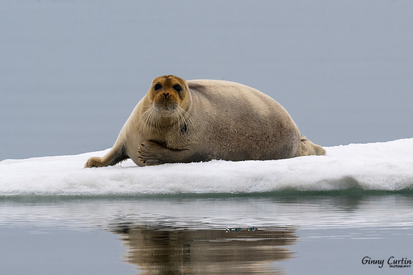 At Home on the Ice!