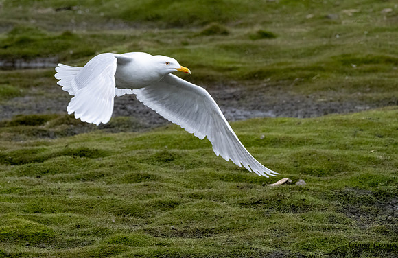 Glaucous Gull in Flight