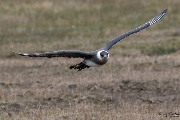 Long-Tailed Jaeger in flight