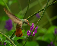 Rufous-tailed Hummingbird Feeding