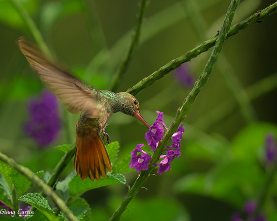 Rufous-tailed Hummingbird Feeding