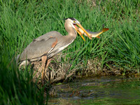 Too Big to Swallow!