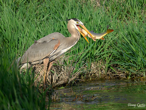 Too Big to Swallow!