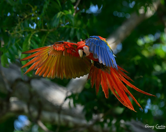 Scarlet macaw in Flight