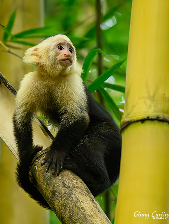 White-faced Capuchin on Bamboo