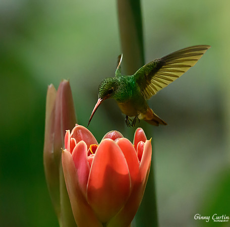 Rufous-tailed Hummingbird