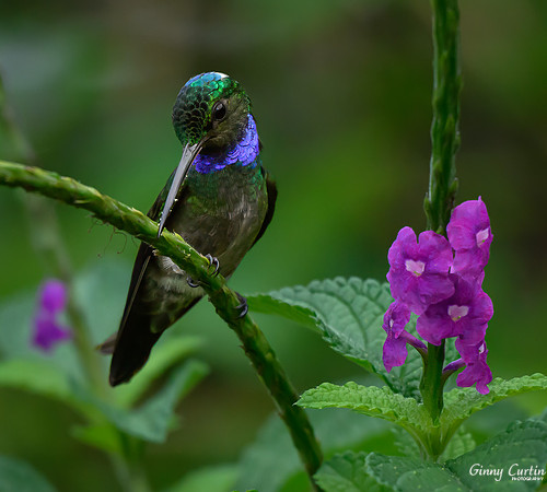 Charming Hummingbird with Pollen!