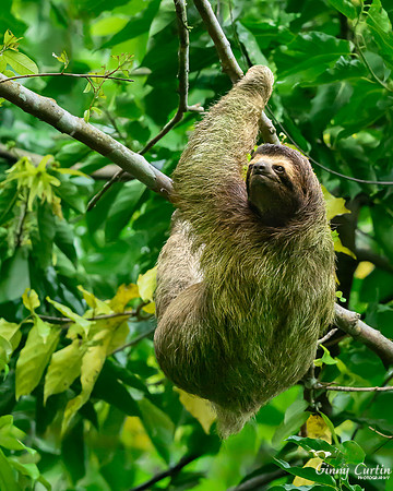 Sloth Lookout