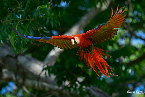 Scarlet macaw in Flight