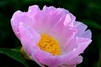 Peony Explosion