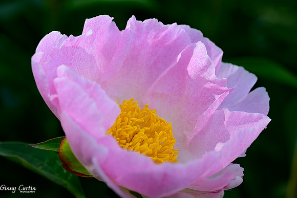 Peony Explosion