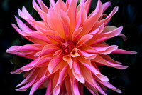 Pinwheel!