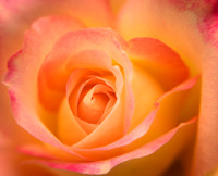 Lost in a Rose!
