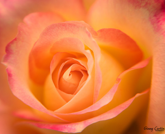 Lost in a Rose!