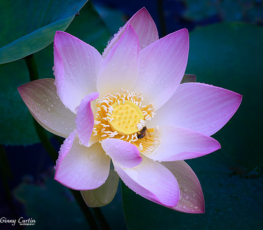 Lotus with Raindrops!