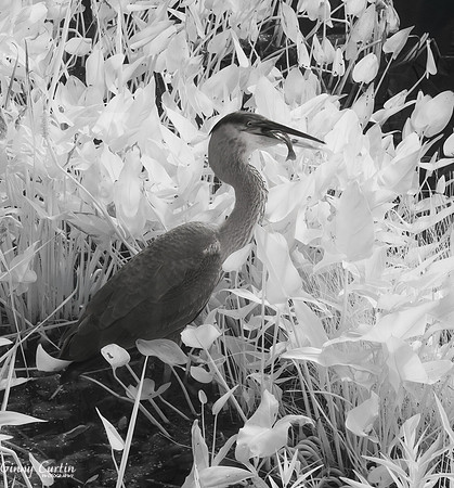 Great Blue Heron having breakfast