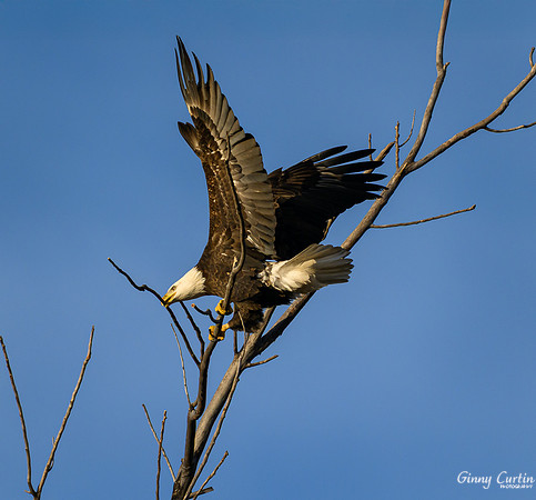 What is this eagle doing?