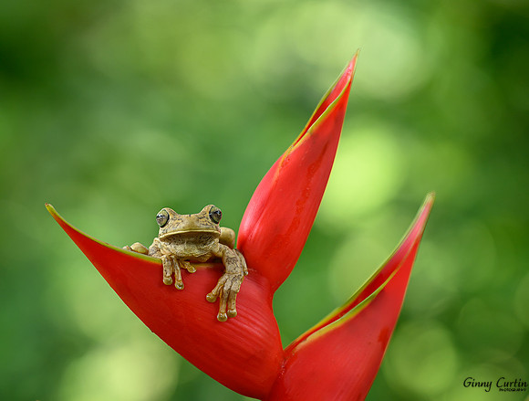 Rosenberg's Gladiator Tree Frog
