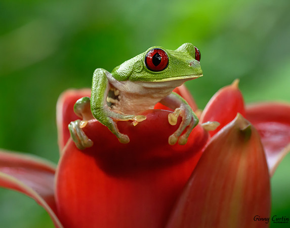 Red-eyed Leaf Frog