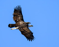 Juvenile Bald Eagle chasing Adult