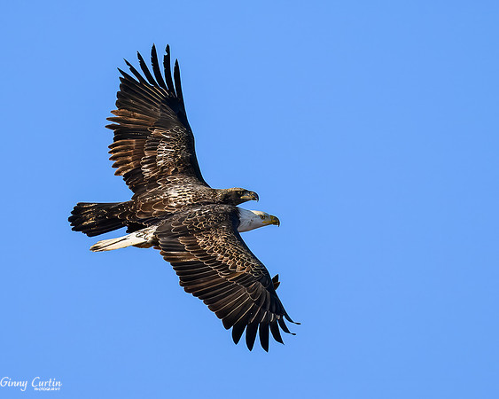 Juvenile Bald Eagle chasing Adult
