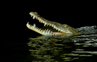 My What Pretty Teeth You Have!