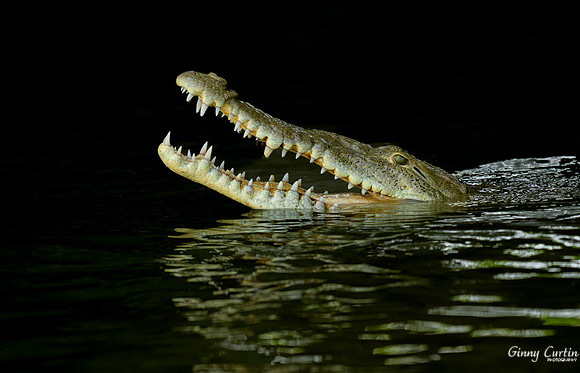My What Pretty Teeth You Have!