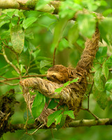 Brown-throated Three-toed Sloth Baby